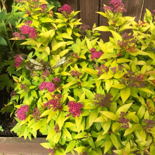 Spiraea japonica 'Candle Light' - Jaapani enelas 'Candle Light' C5/5L